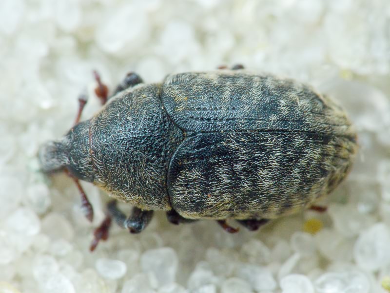 Larinus Dejean, 1821